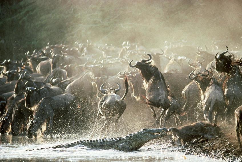 Los comportamientos colectivos y el cruce del río Mara en el Serengeti